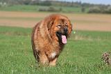 DOGUE DU TIBET 644